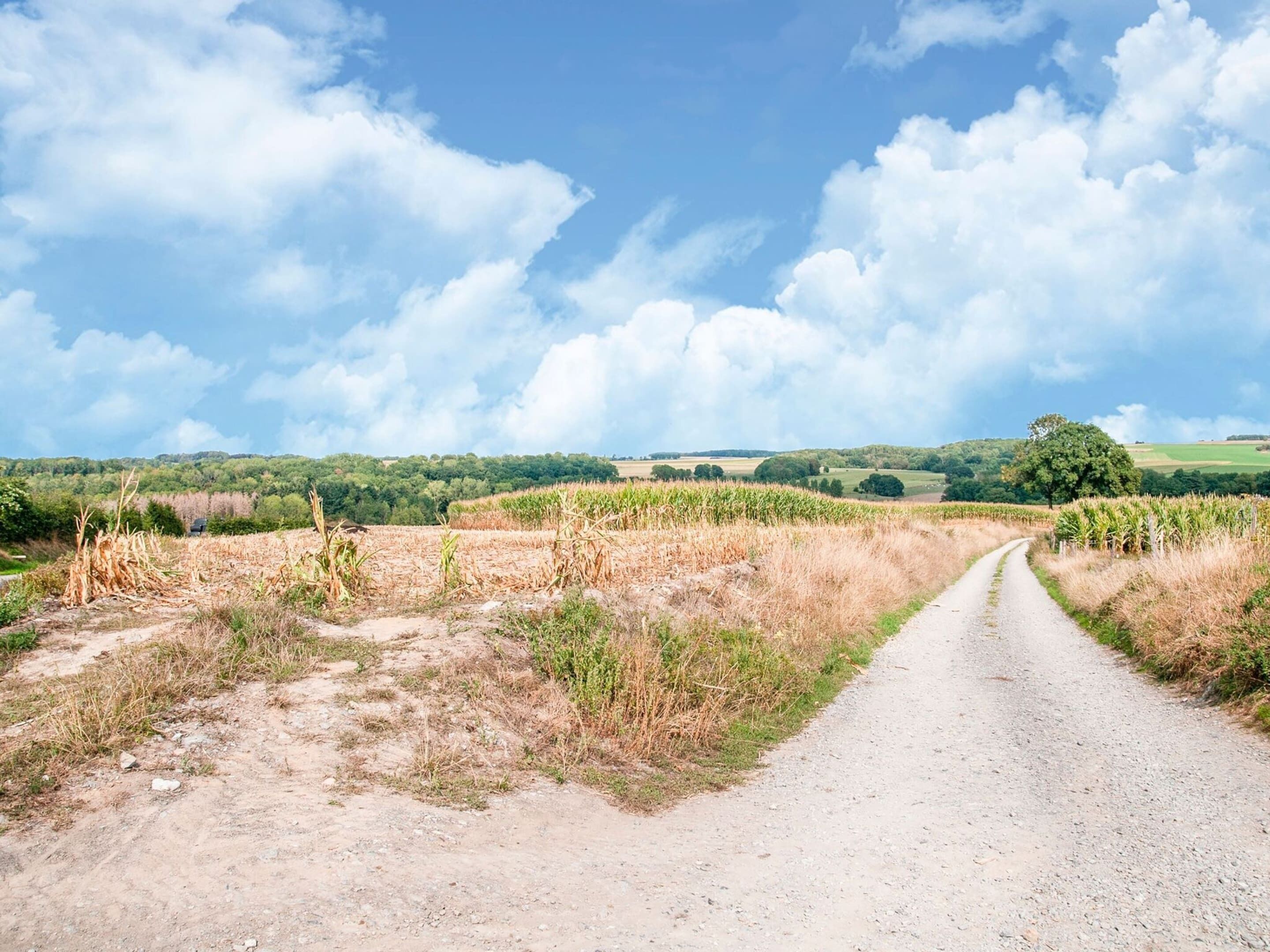 Un chemin de terre qui traverse une campagne, avec un champ de maïs et une végétation clairsemée.