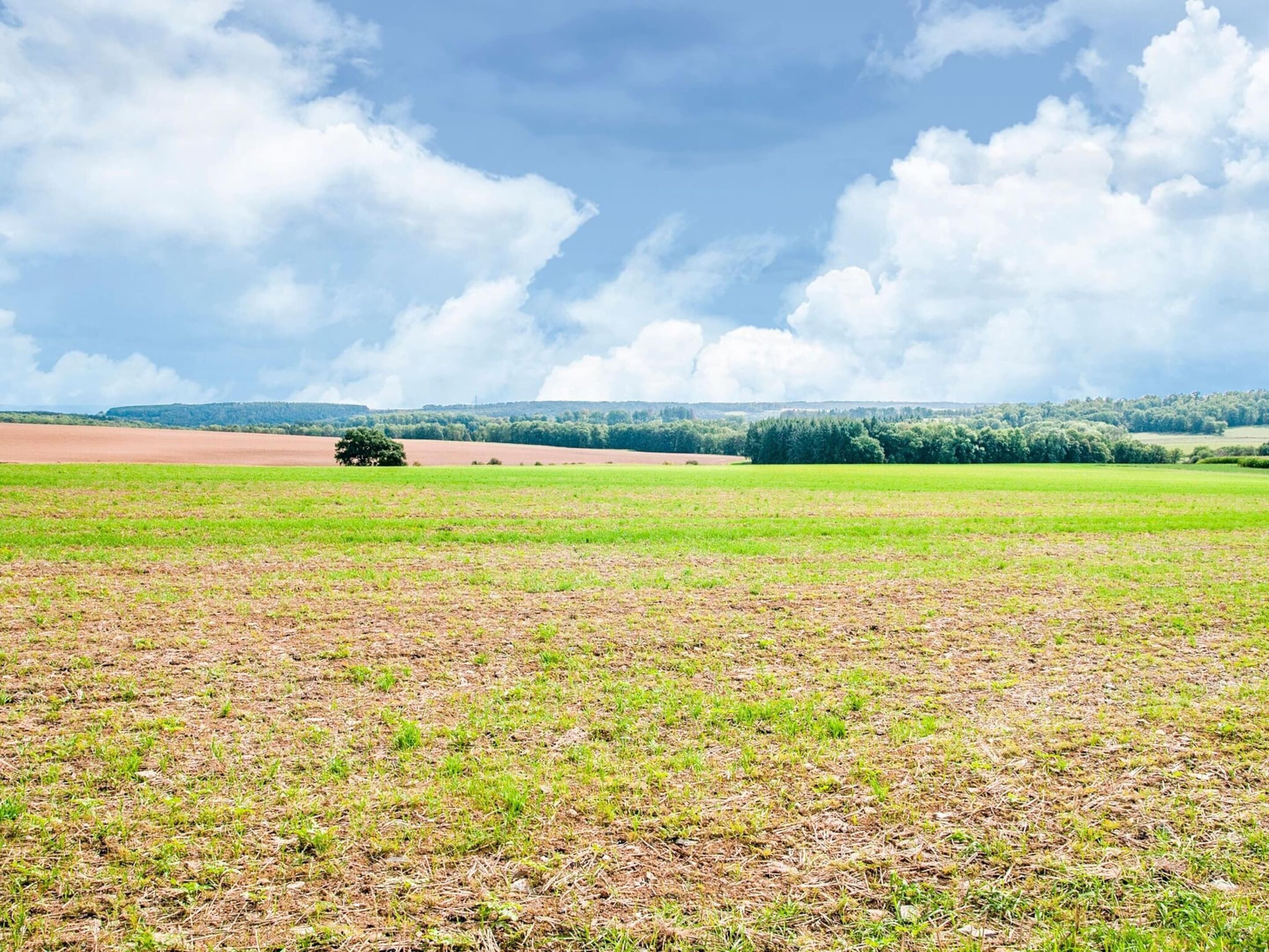 A wide-open field with a tree in the distance and a cloudy sky.