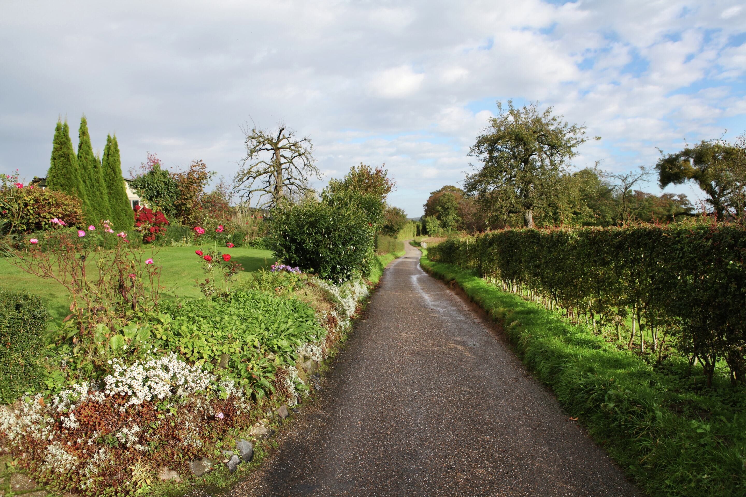 Un camino rural bordeado de abundante vegetación y plantas en flor.