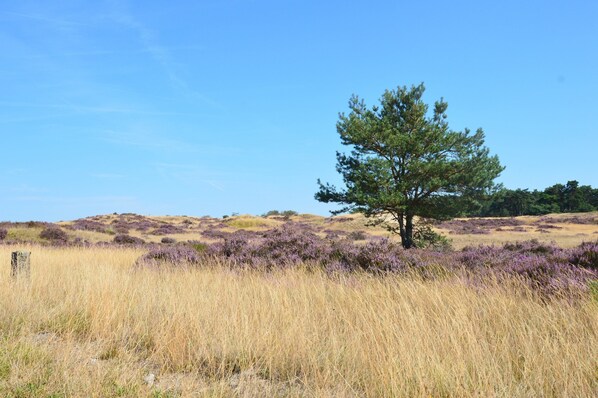 House | View from property - Detached Holiday House With Wifi and a Large Garden; Hike and Bike the Veluwe (Eerbeek)