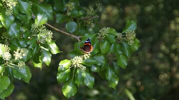 Khuôn viên nơi lưu trú