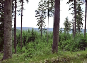 View from property - Ruhiger Aufenthalt in Gehren (Ilmenau)