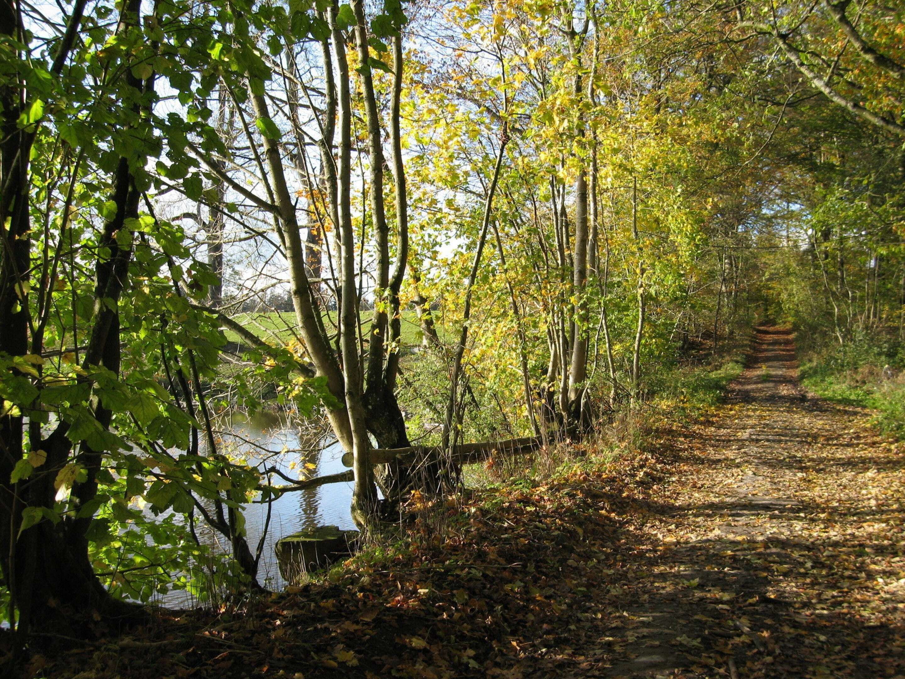 A forested path with a water body on one side and a wooden bridge crossing over it.
