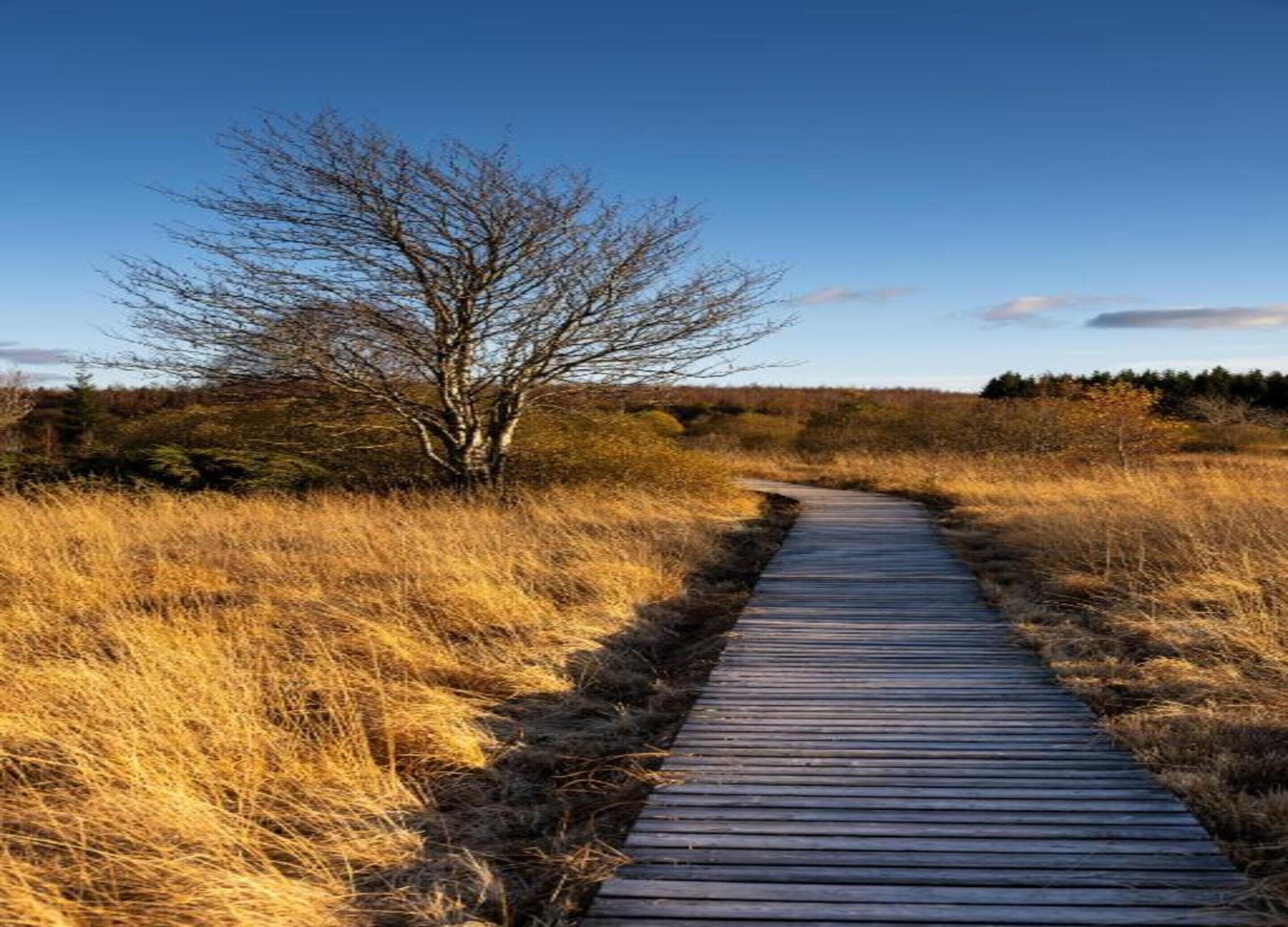 Un paseo marítimo de madera que atraviesa un paisaje natural con hierba seca y un árbol sin hojas.