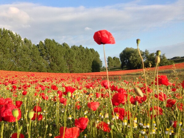 A field of red poppies with a clear sky and trees in the background.
