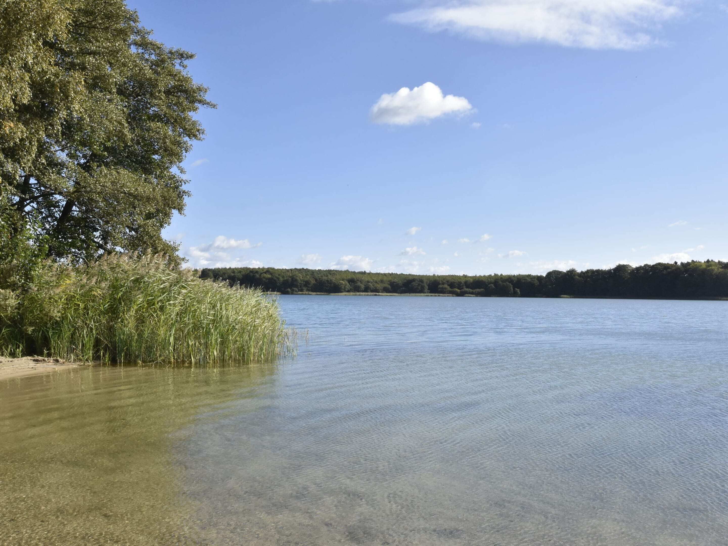 Un lago tranquilo con aguas cristalinas, rodeado de árboles y un bosque distante.