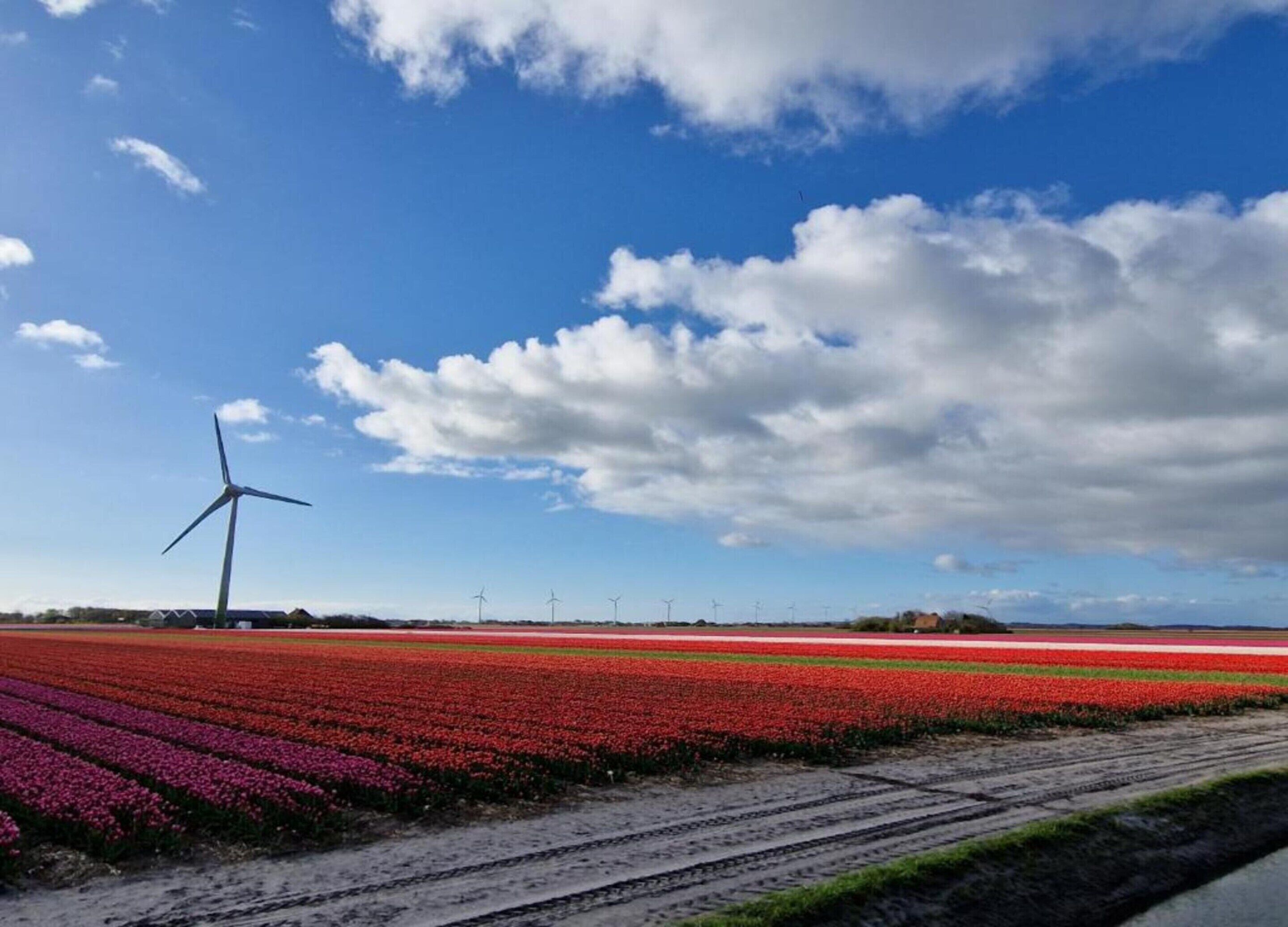 A field of tulips with a wind turbine in the background.