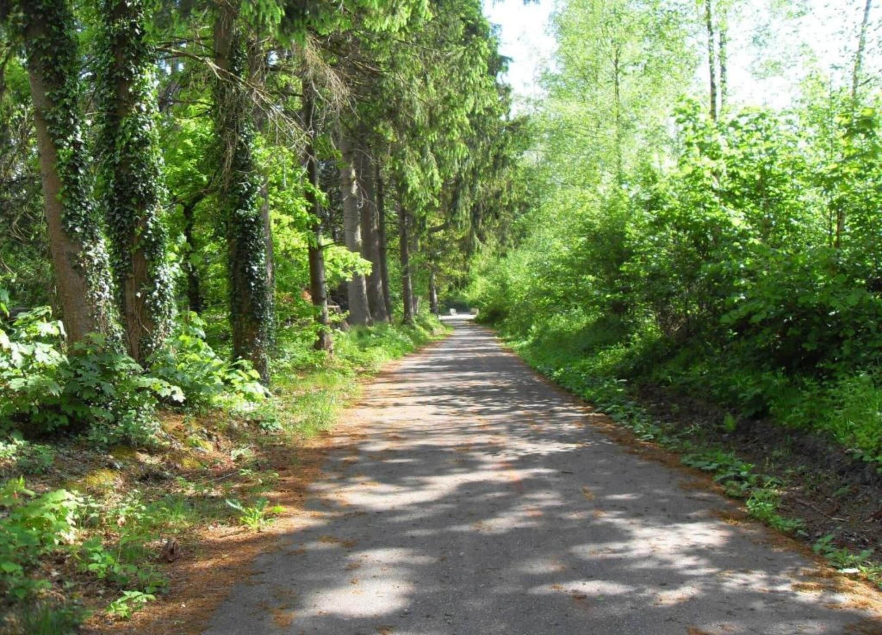 A paved pathway surrounded by dense green foliage and trees.