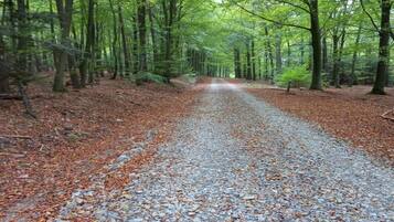 A gravel path in a forest with trees on both sides.