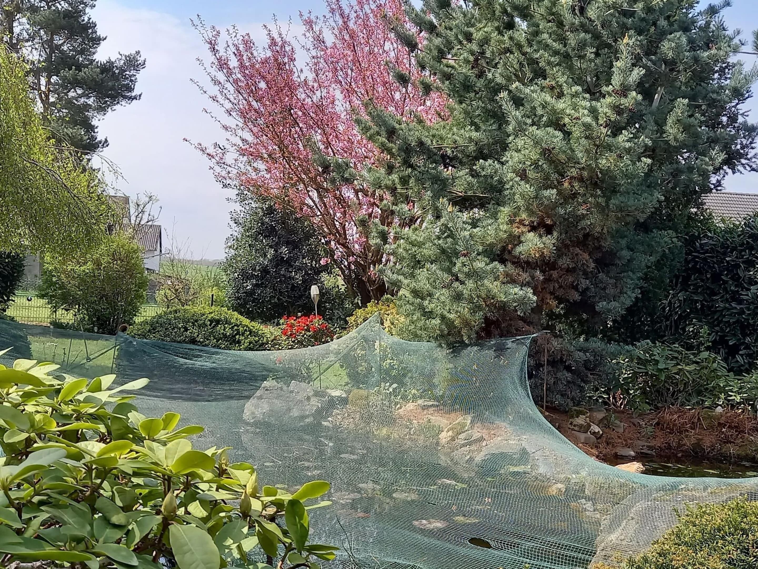 Un jardin où l’on trouve une grande variété de plantes et d’arbres, notamment un conifère imposant et un arbre à fleurs aux magnifiques fleurs roses.