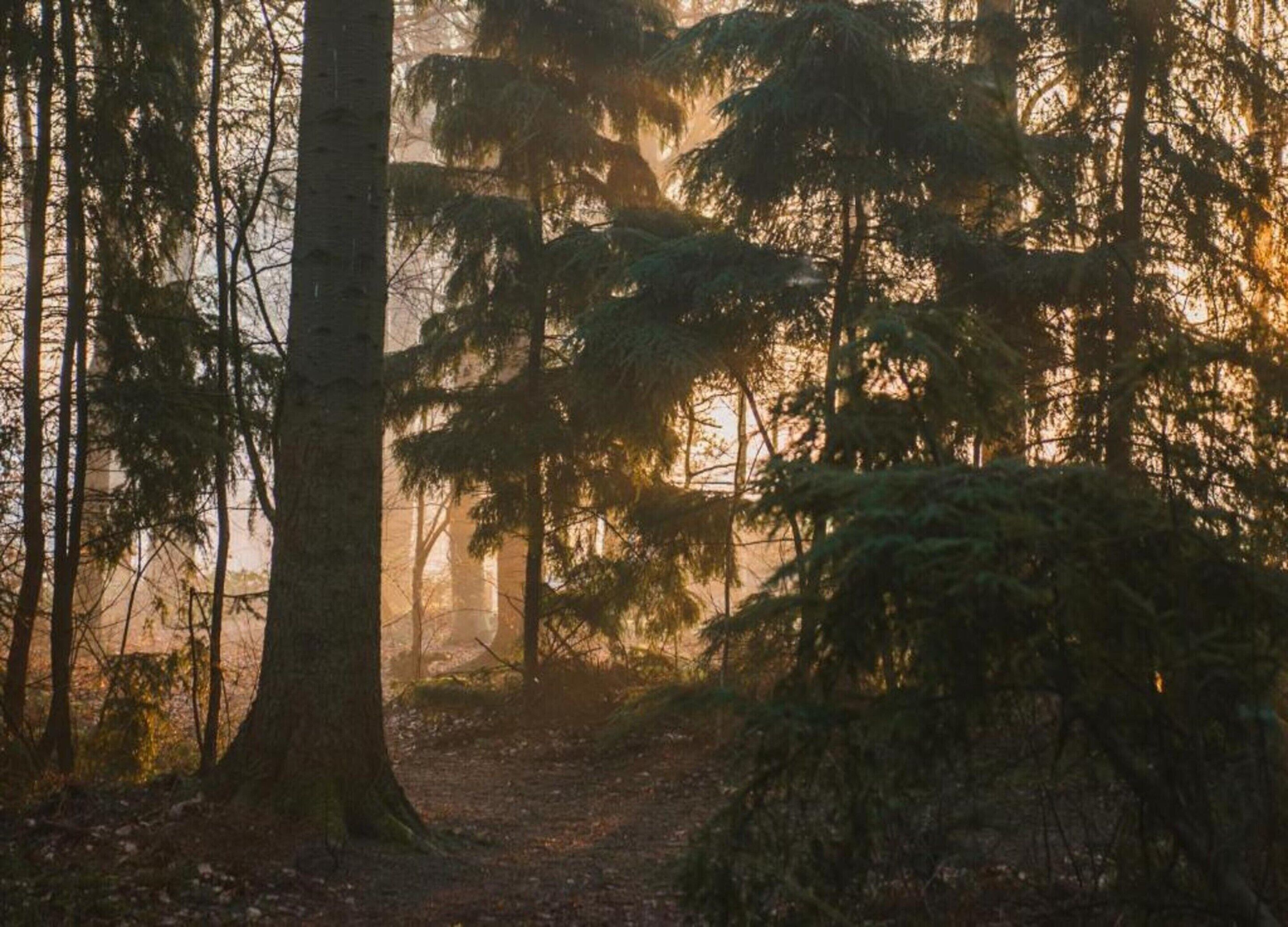 Uma trilha na floresta cercada por árvores altas, com a luz do sol filtrando entre elas.