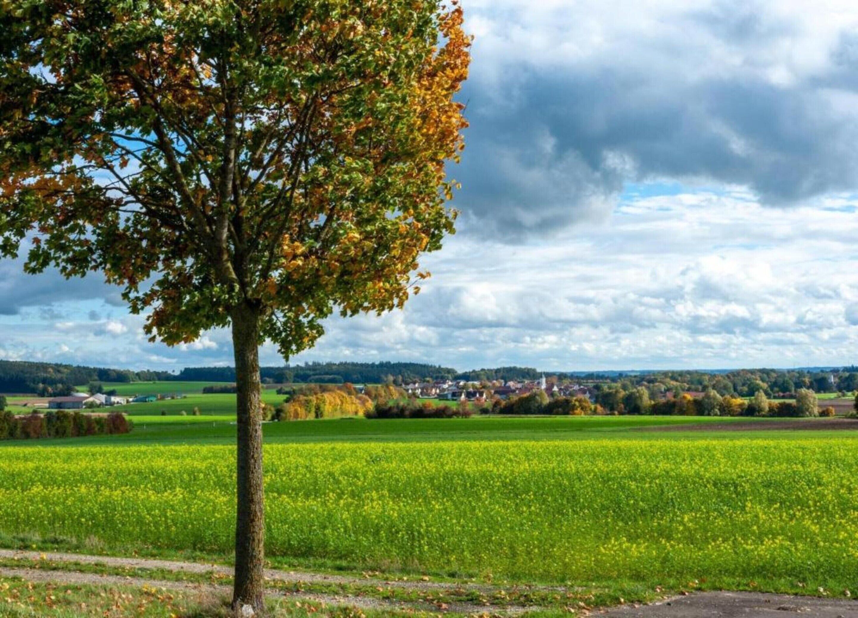 A tree in a field with a cloudy sky.