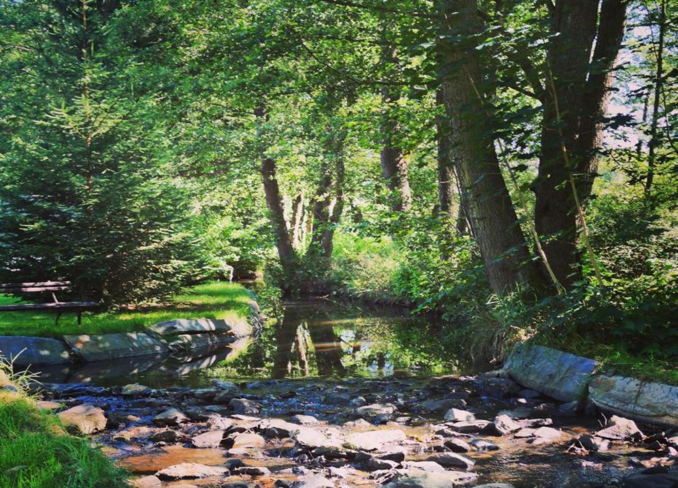Un entorno natural al aire libre con un arroyo, rocas y árboles.