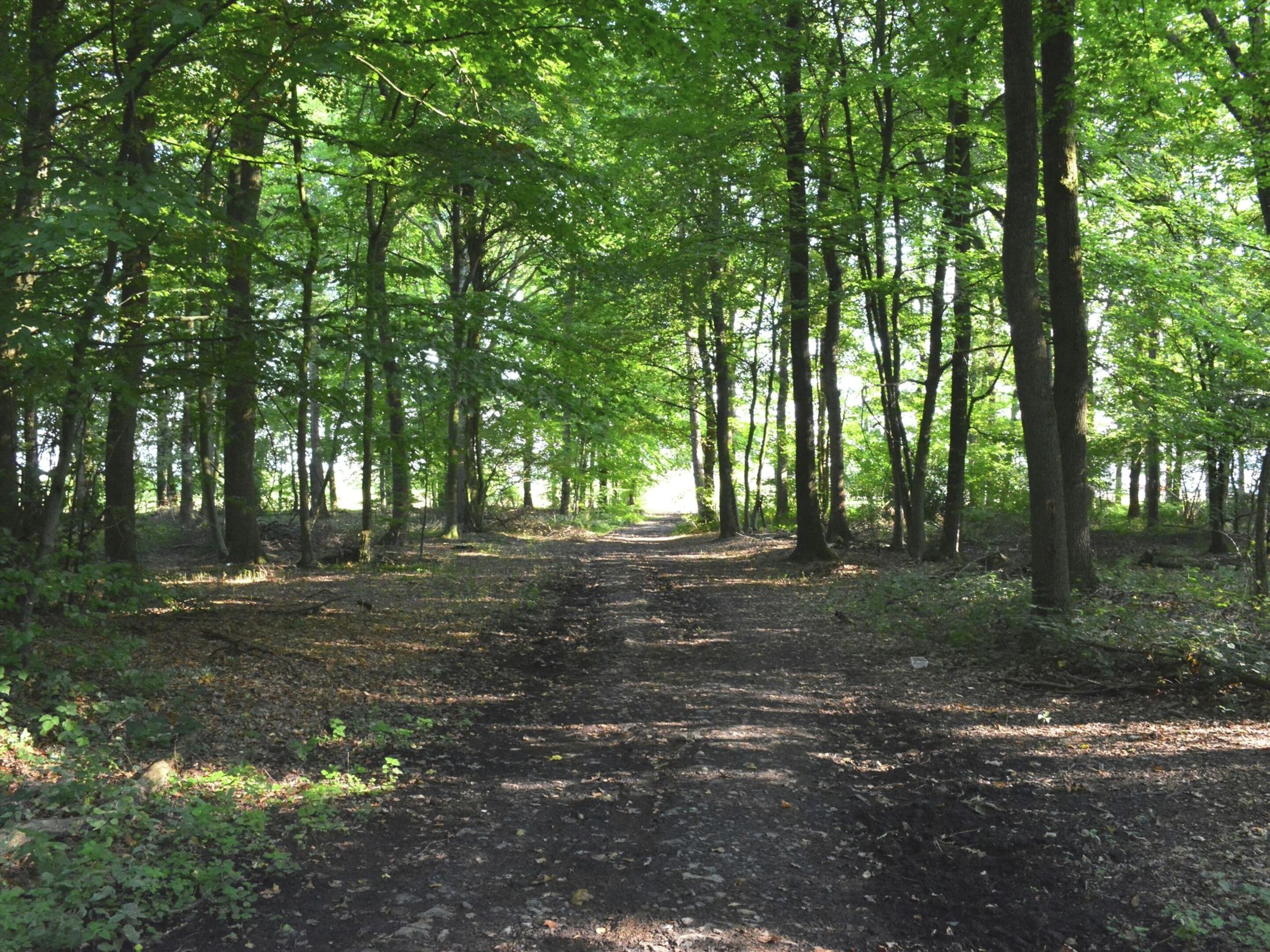 A forest path with tall trees and sunlight filtering through.