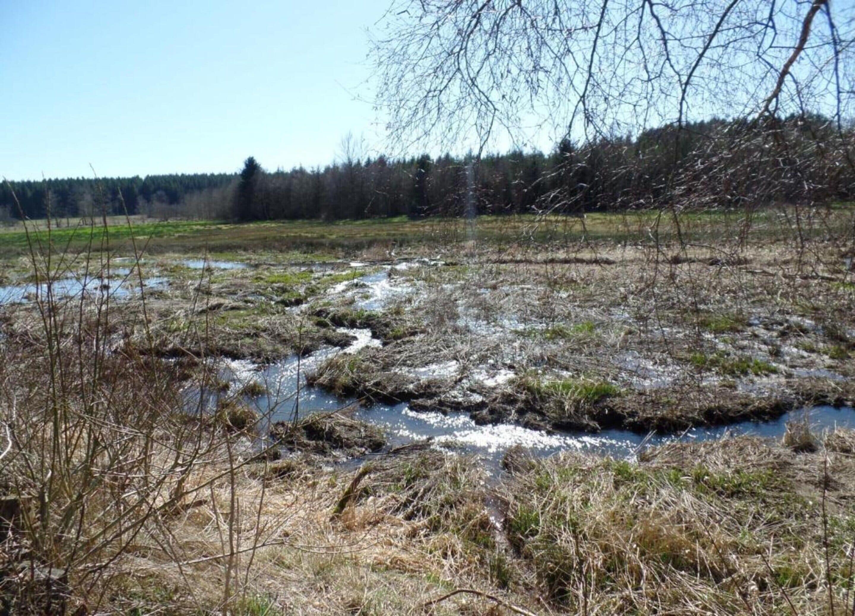 Luonnonmaisema, jossa on pieni puro, ja jonka ympärillä on harvaa kasvillisuutta ja taustalla näkyy puita.