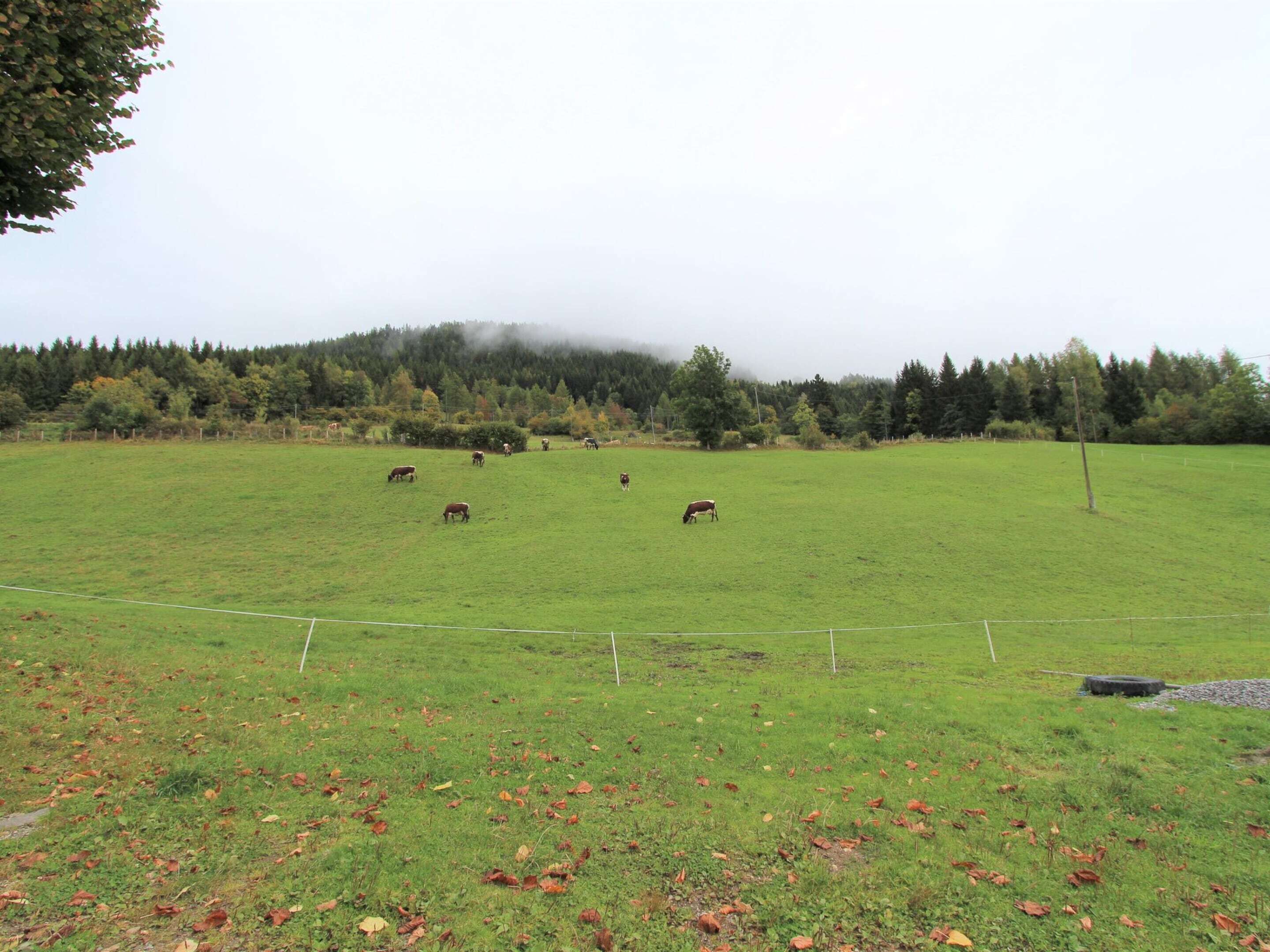 A wide-open grassy field with a few cows grazing, surrounded by trees and a forested hill in the background.