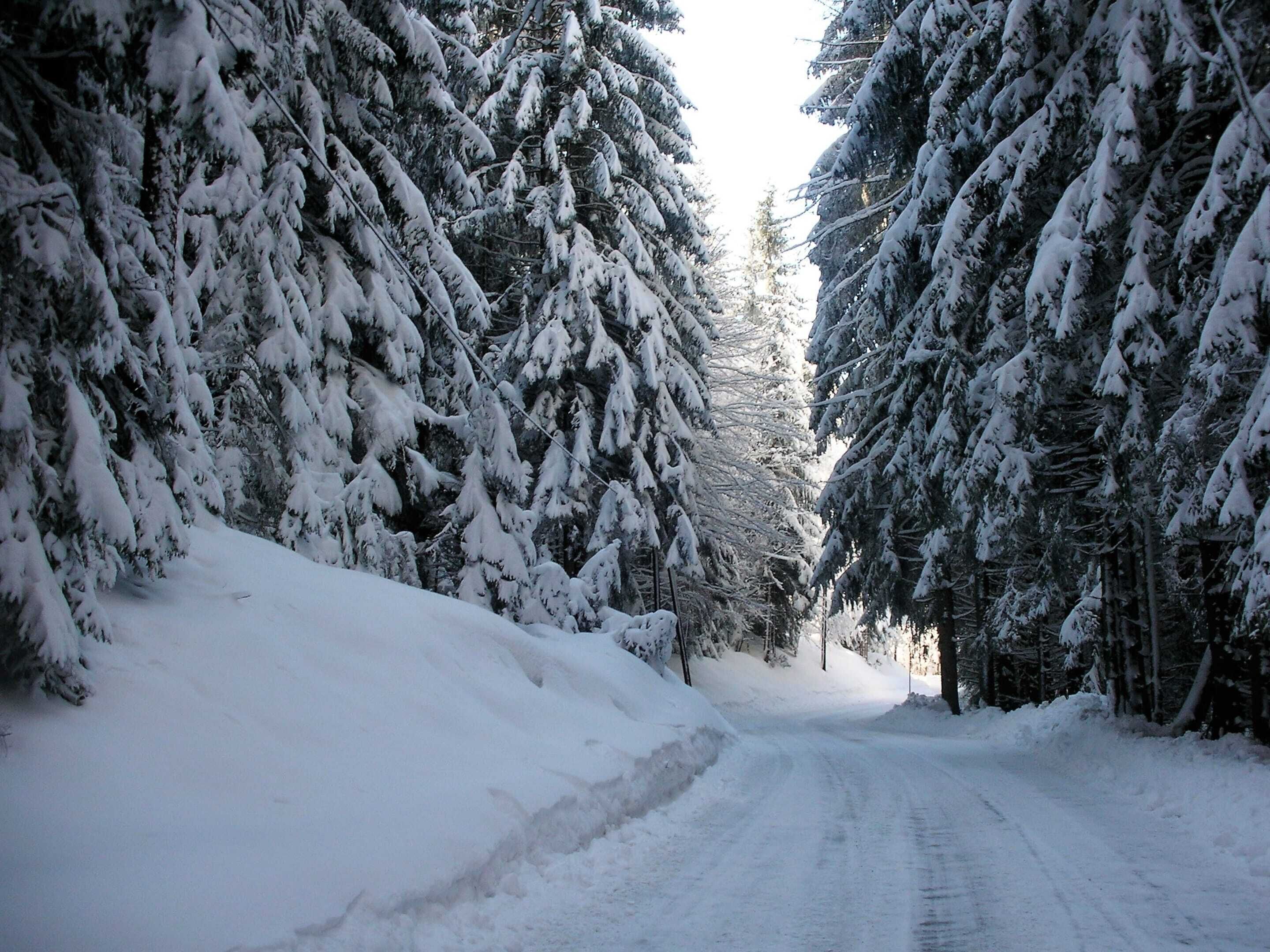 A snow-covered road flanked by dense evergreen trees.