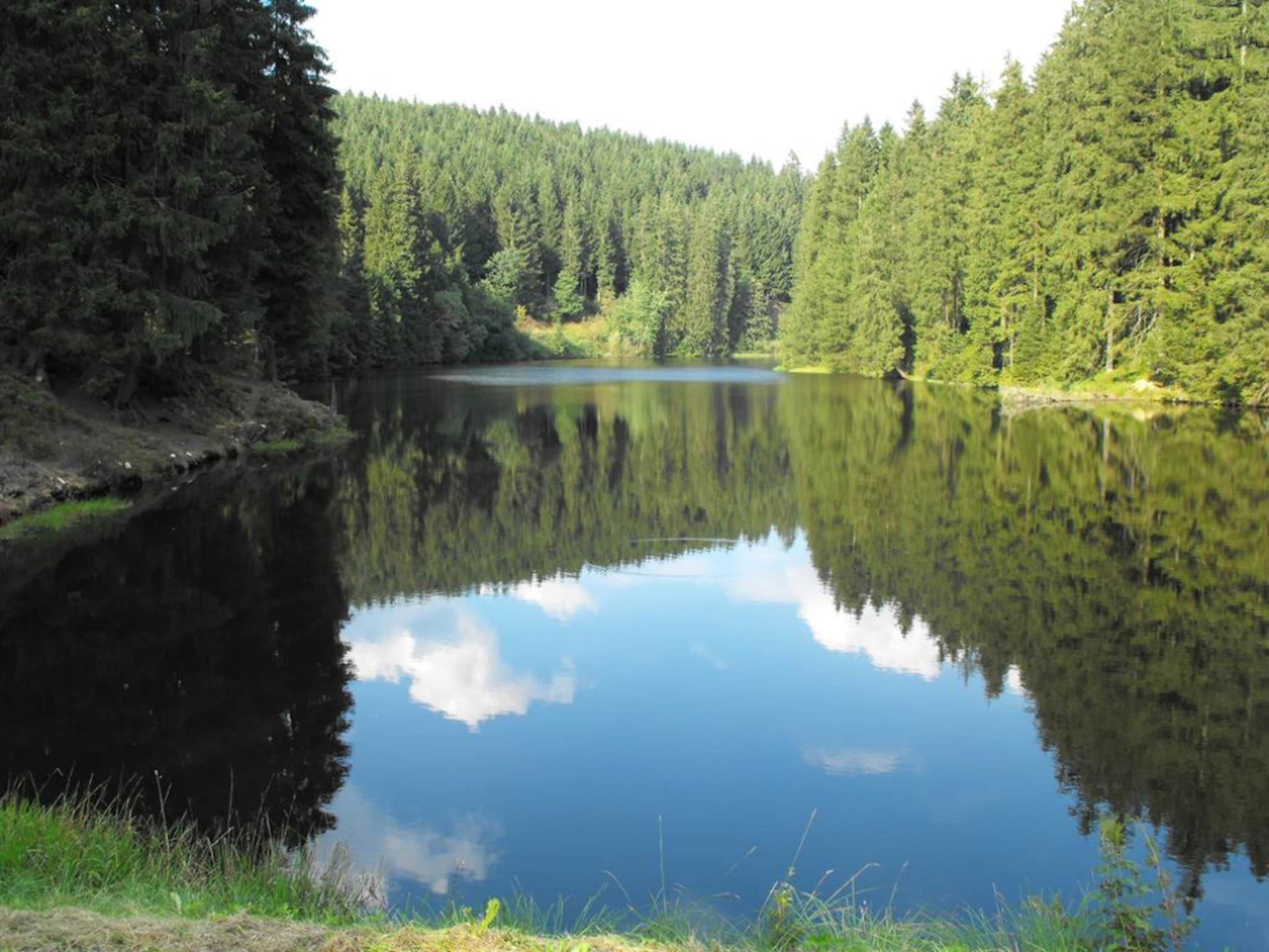 Un lago tranquillo circondato da una fitta foresta.