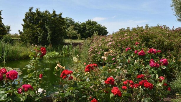 A garden with a pond, surrounded by lush greenery and blooming red roses. - Ferienzimmer in Kropelin (Kroepelin)