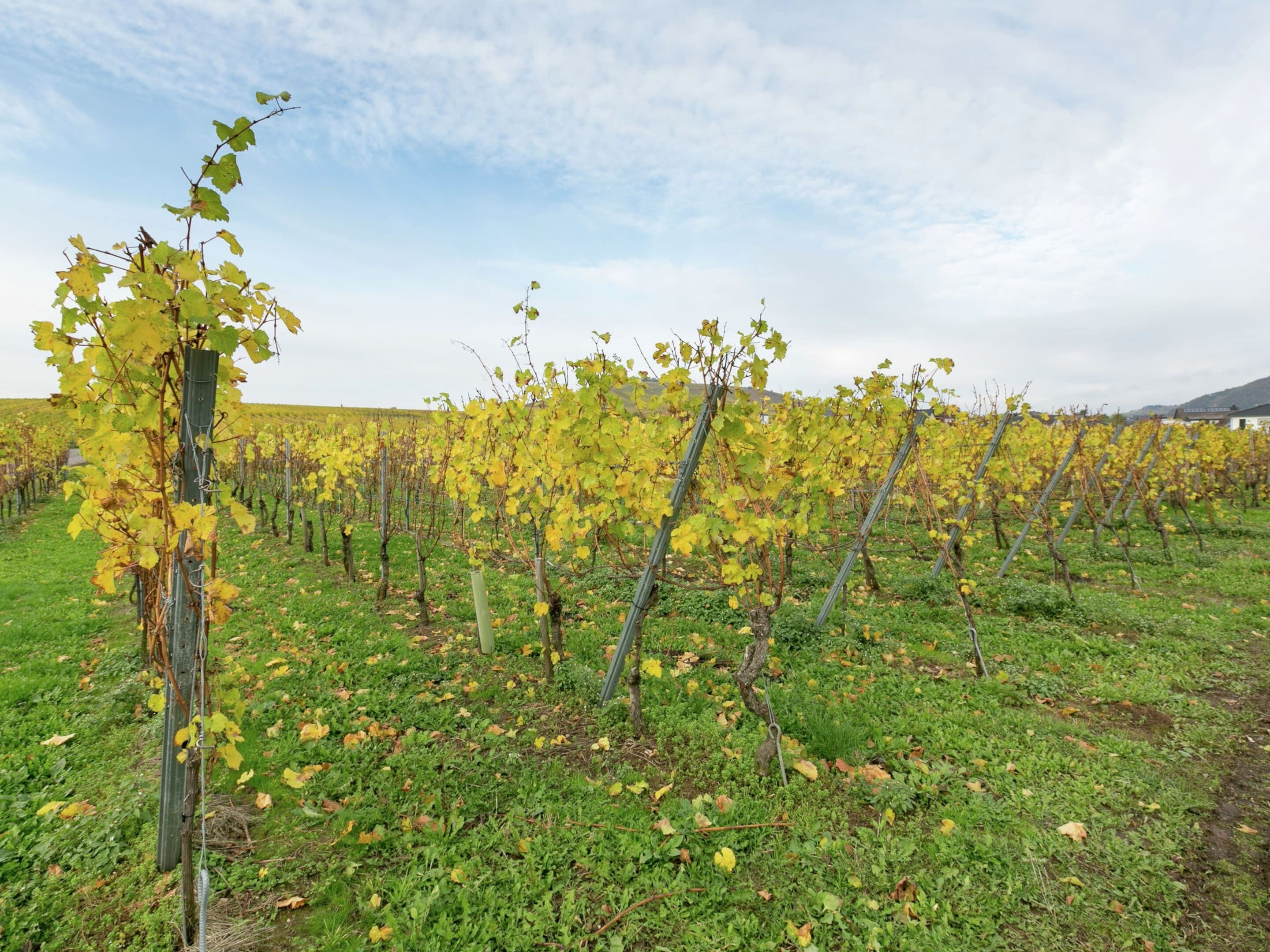 A vineyard with rows of grapevines supported by wooden stakes.