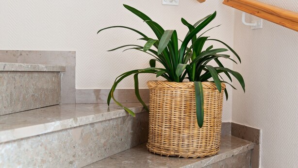 Un escalier avec un panier tressé contenant une plante.