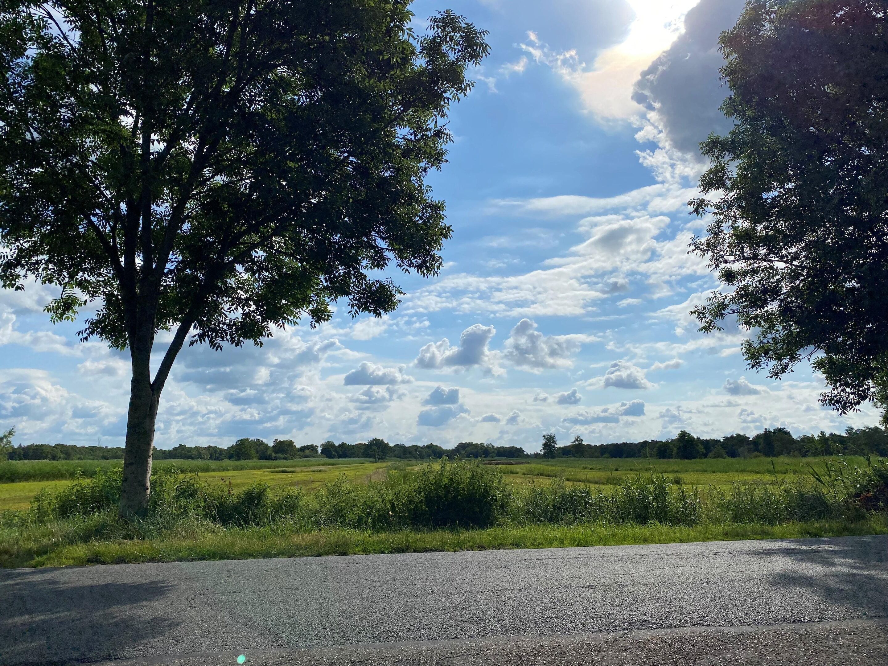 Paesaggio rurale con una strada, alberi e campi.