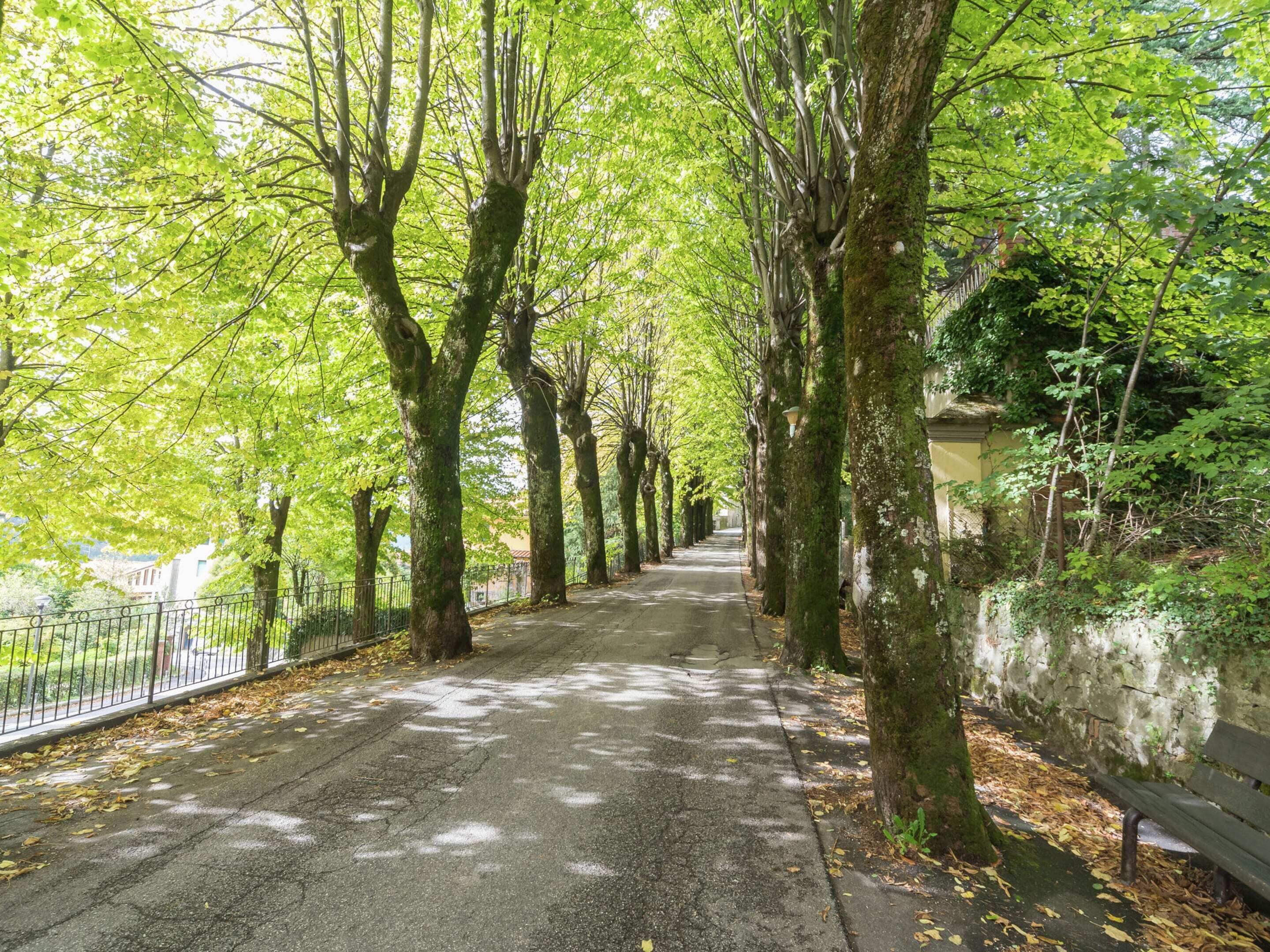 Um caminho arborizado com um banco à direita.