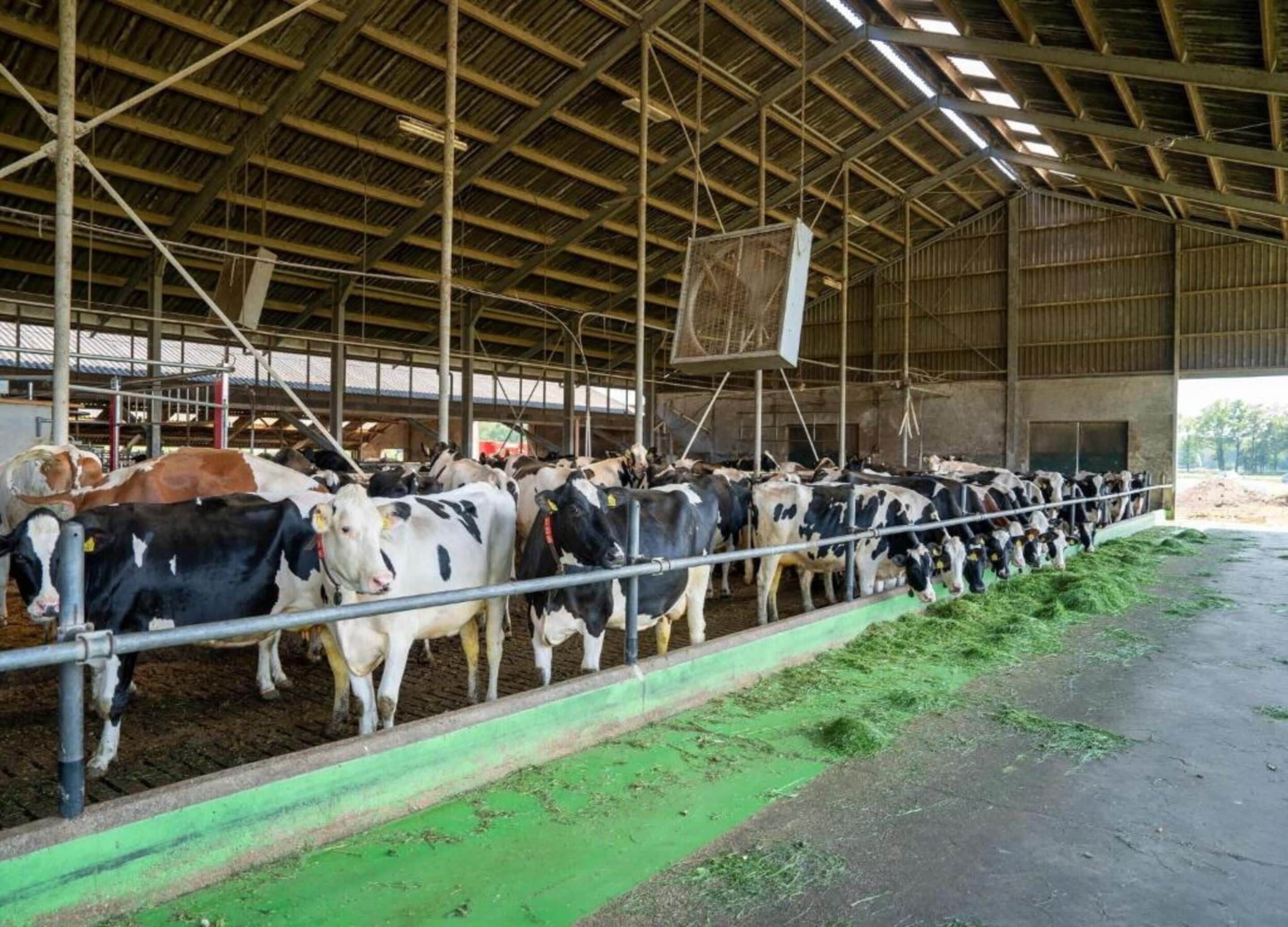 A barn with cows lined up in feeding stalls.