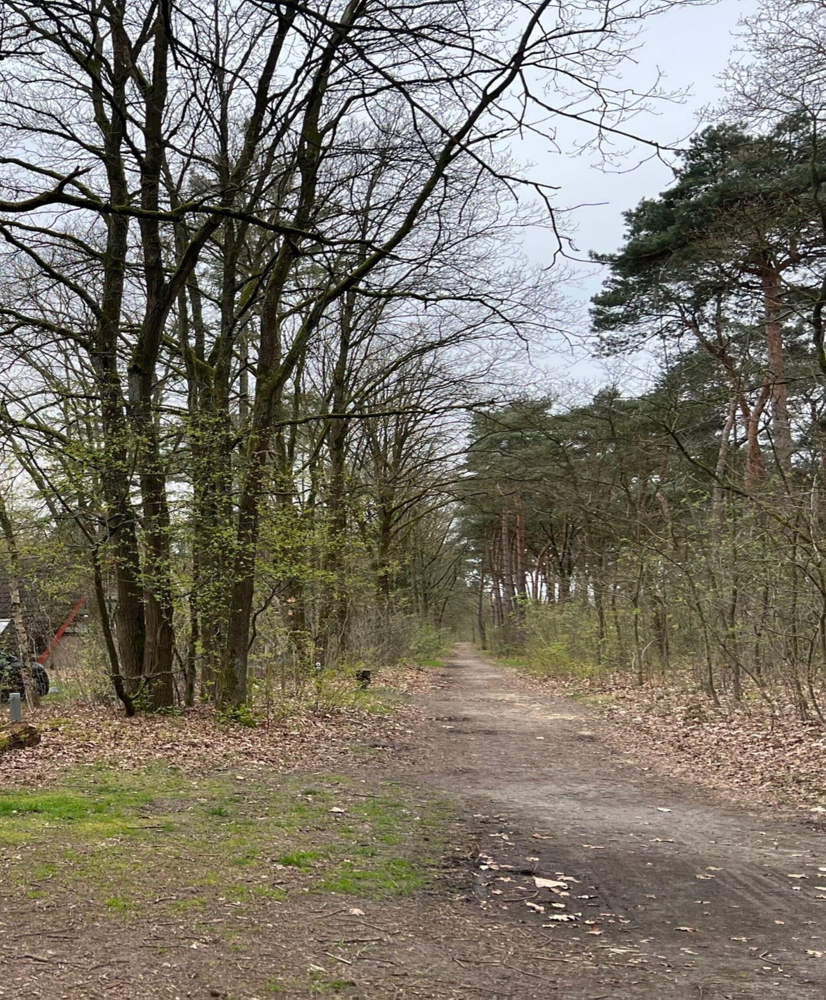 A dirt path surrounded by trees.