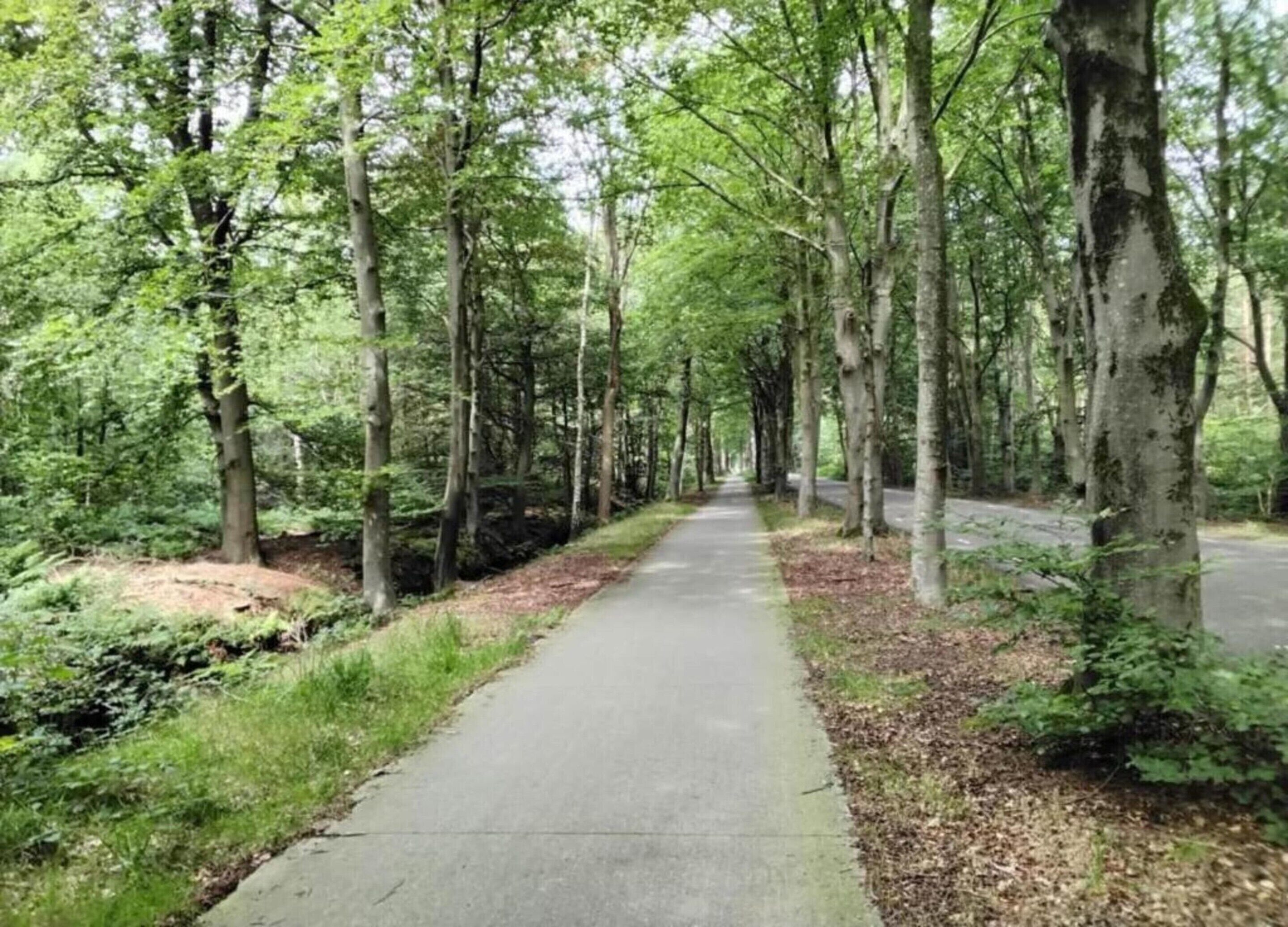 Een verhard pad door een bebost gebied met hoge bomen en een parallel gelegen weg.