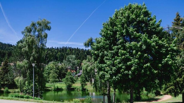 Un parc avec un étang, des arbres et un ciel bleu dégagé.