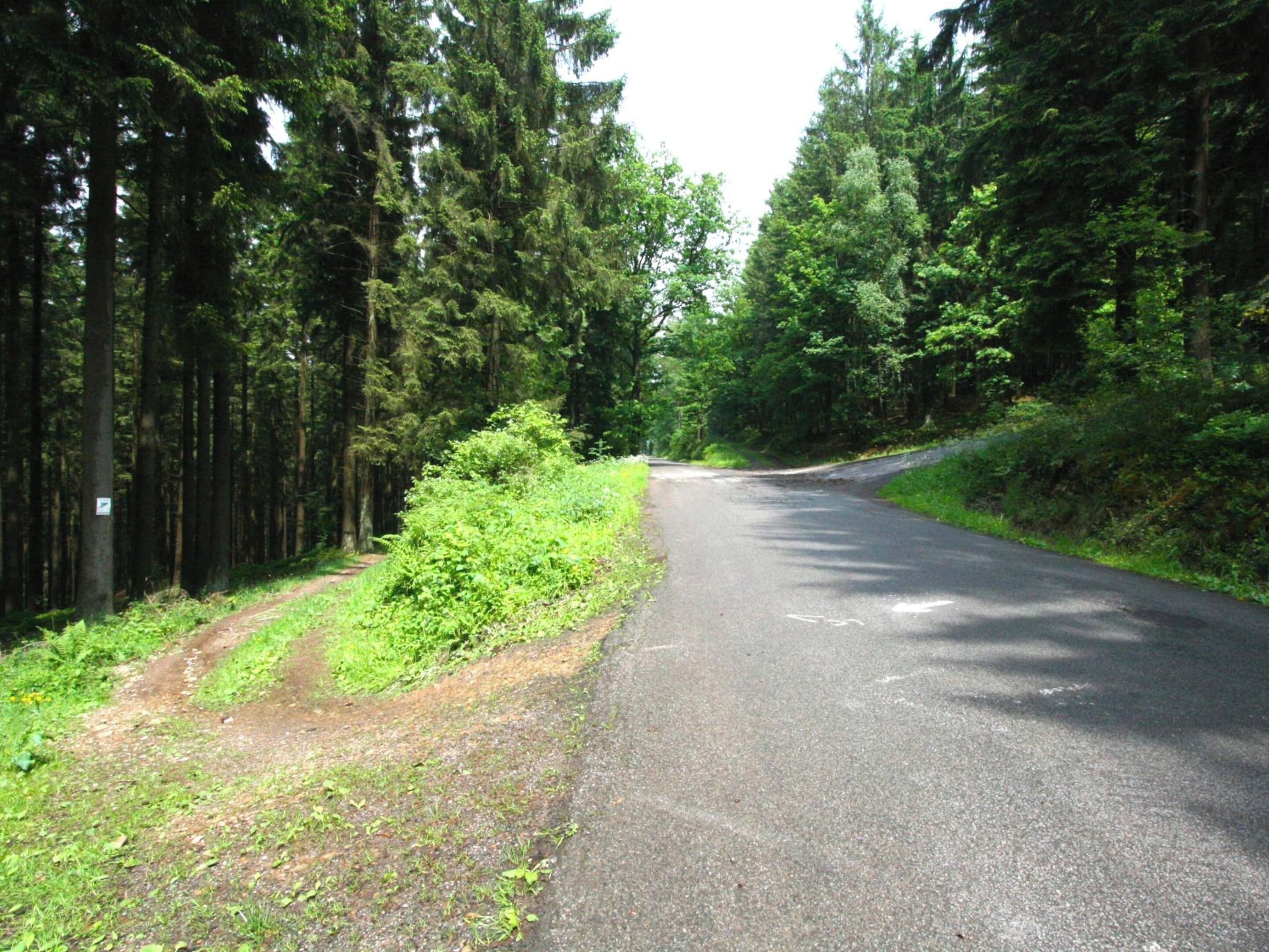 Ein bewaldeter Weg mit einem Feldweg links und einer asphaltierten Straße rechts.