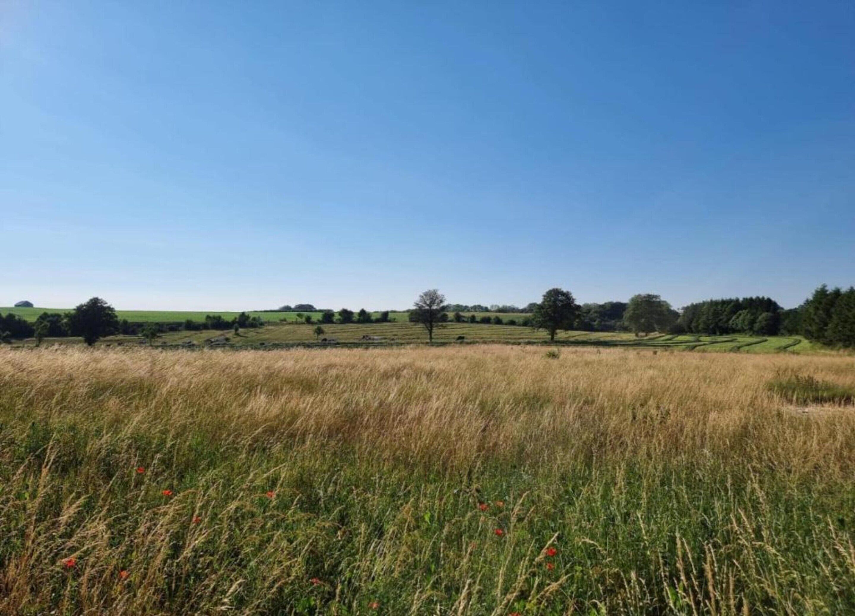 Un paysage rural avec des champs, des arbres et un ciel bleu dégagé.