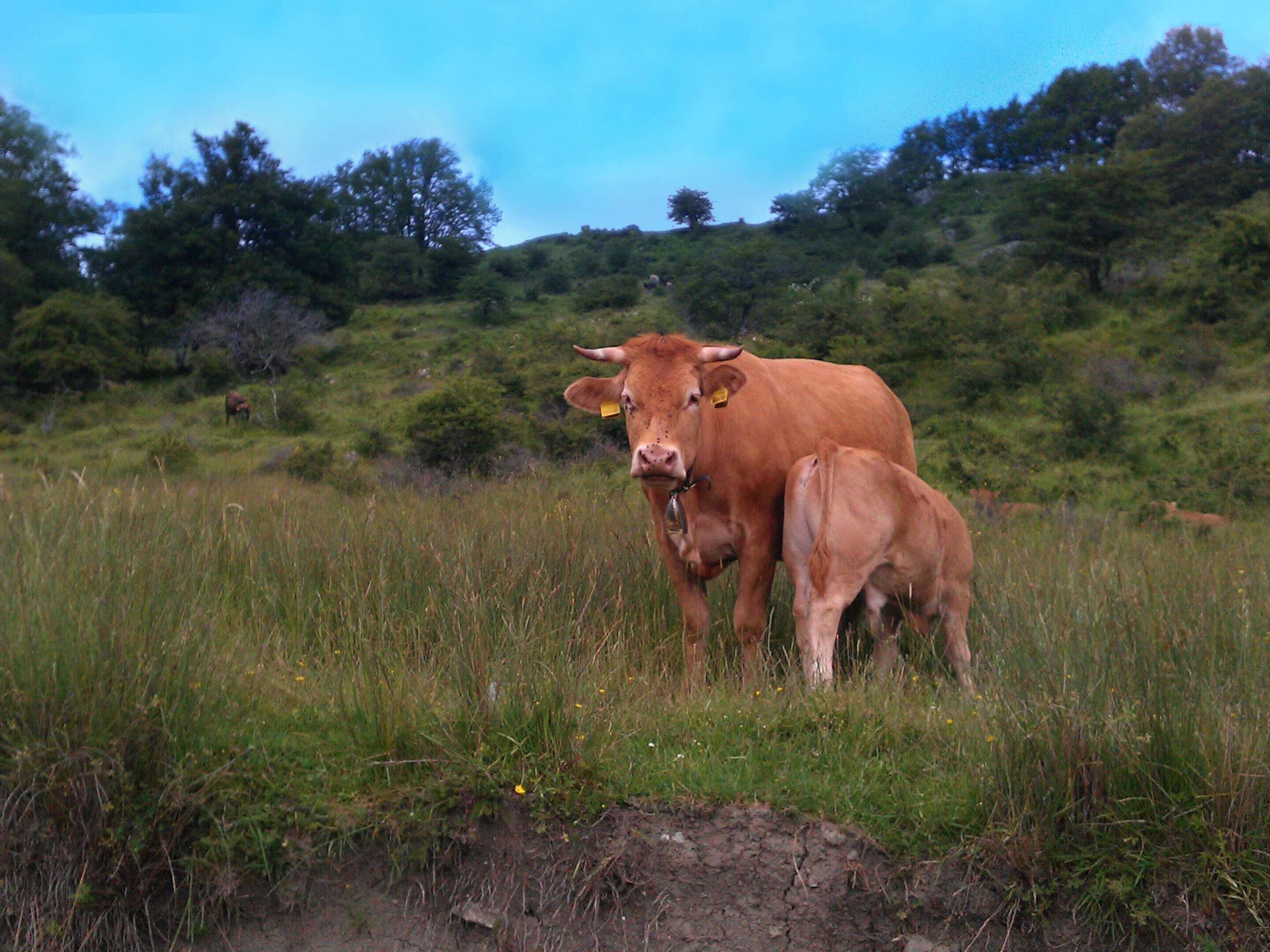 A cow and a calf in a grassy field with a hill in the background.