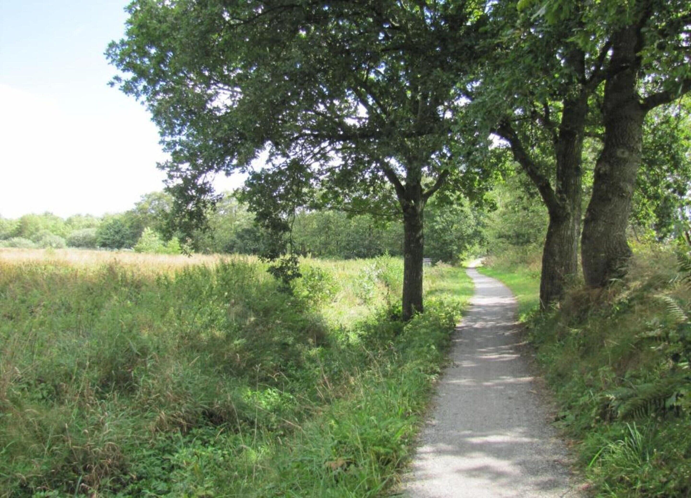 A narrow, unpaved path surrounded by lush greenery and trees.
