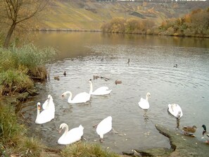 Exterior - An Attractively Furnished Holiday Home Amidst the Beautiful Hünsruck Scenery (Mastershausen)