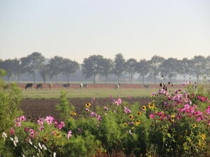 House | View from property - Refined Holiday Home in Guelders near Forest (Zelhem)