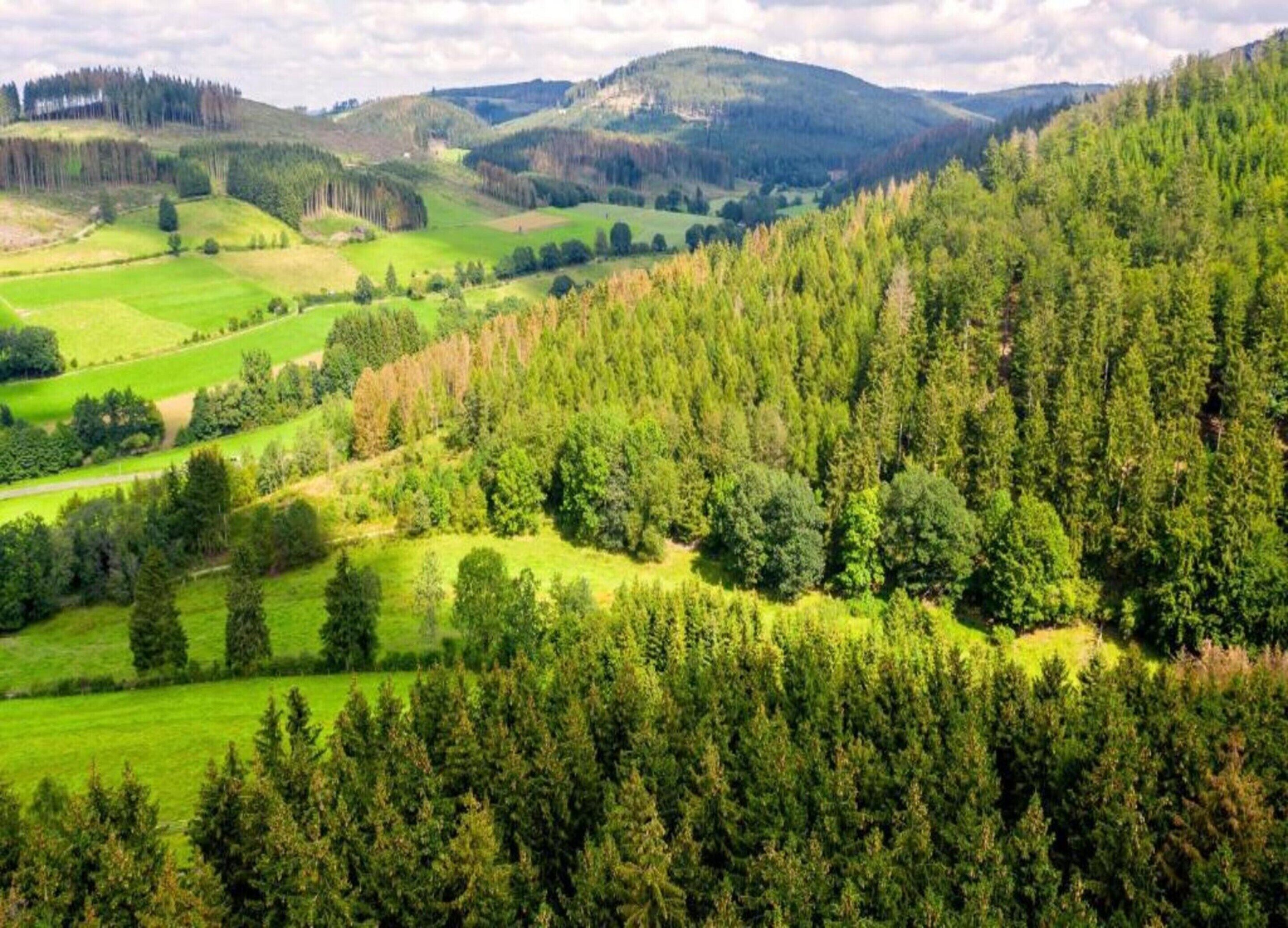 Un paisaje montañoso con bosques densos y campos verdes.