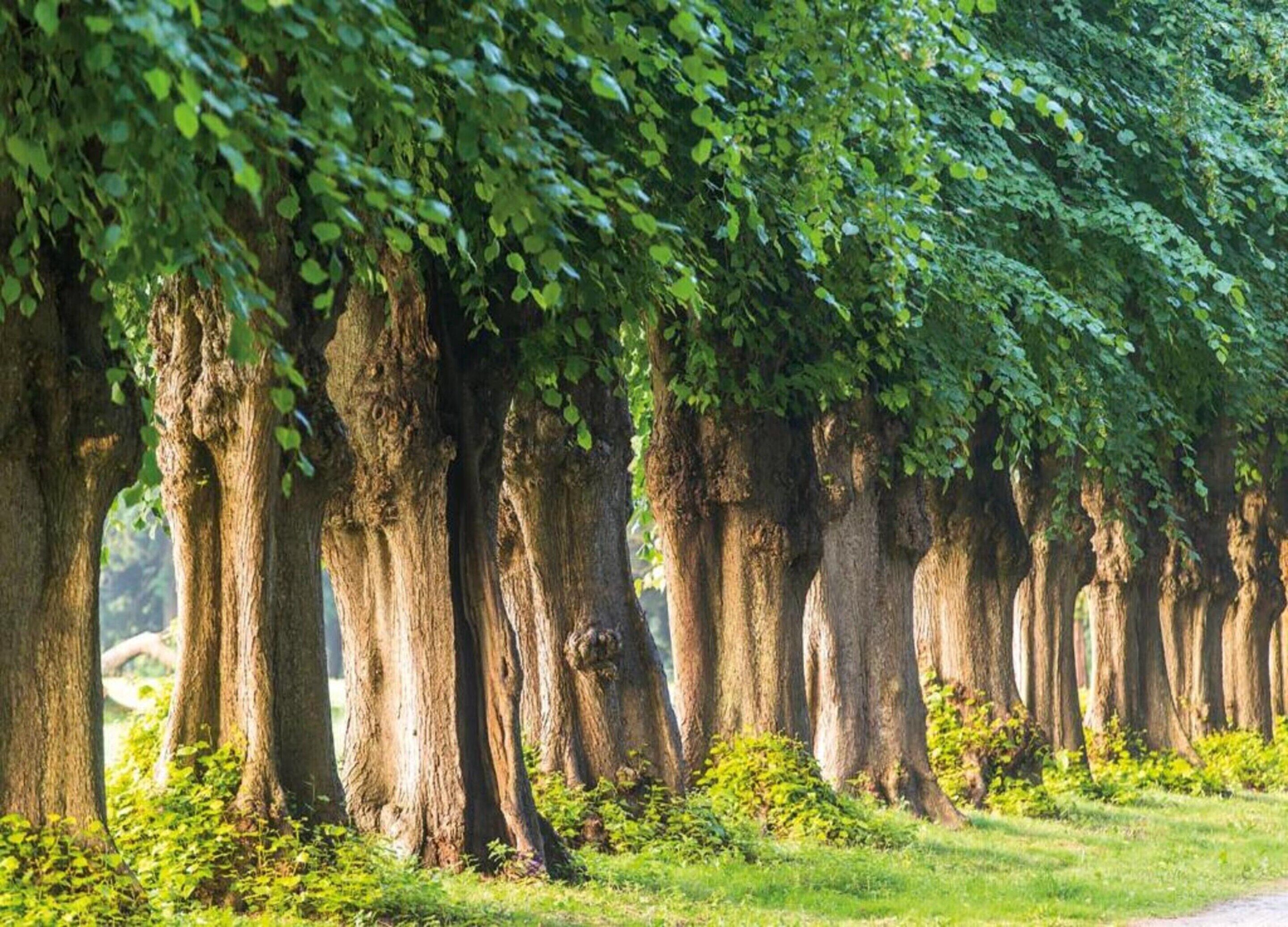 A row of tall trees with a pathway between them.