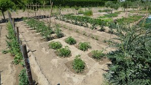 Een groente tuin met verhoogde borders en een houten omheining.