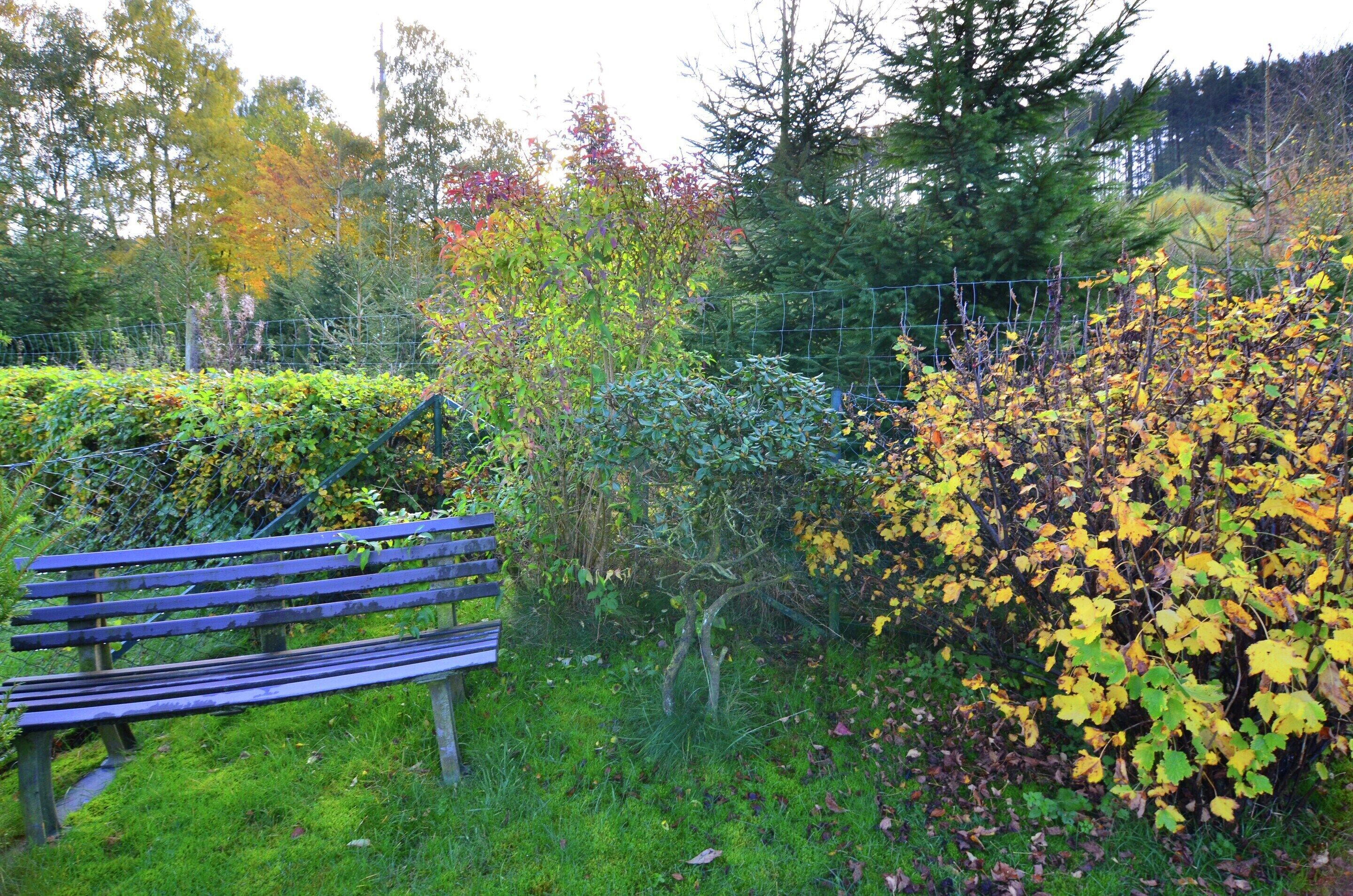 A bench in a garden with various plants and trees.