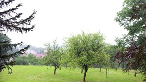 A grassy field with trees and a wooden fence.