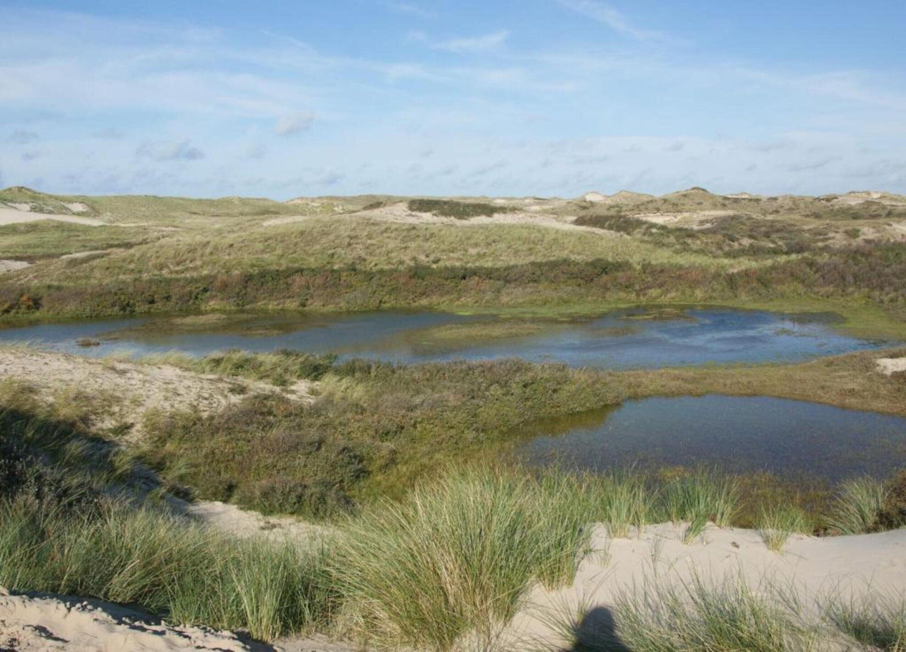 A natural landscape with dunes and a small pond.
