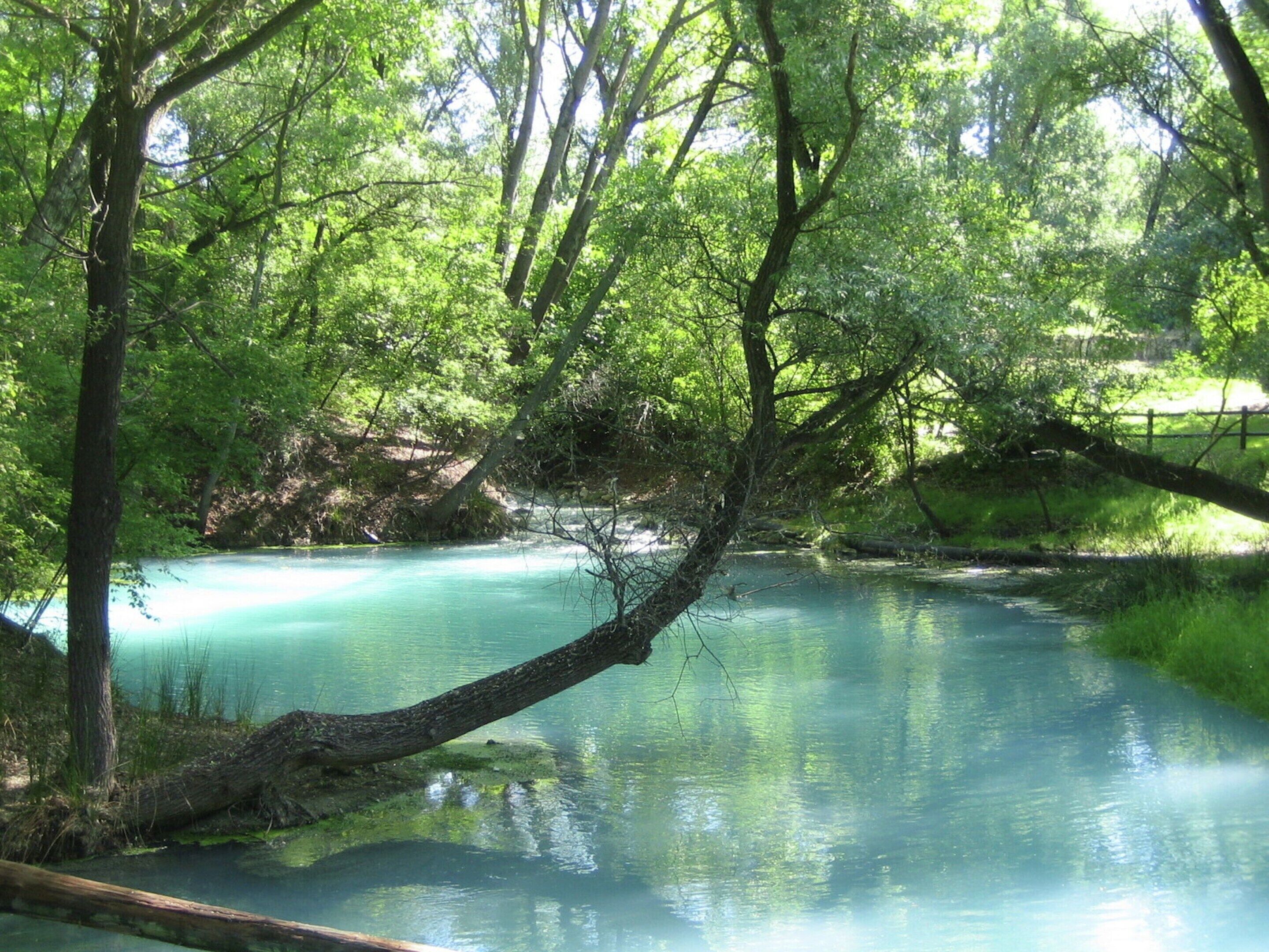 A serene river surrounded by lush greenery and trees.