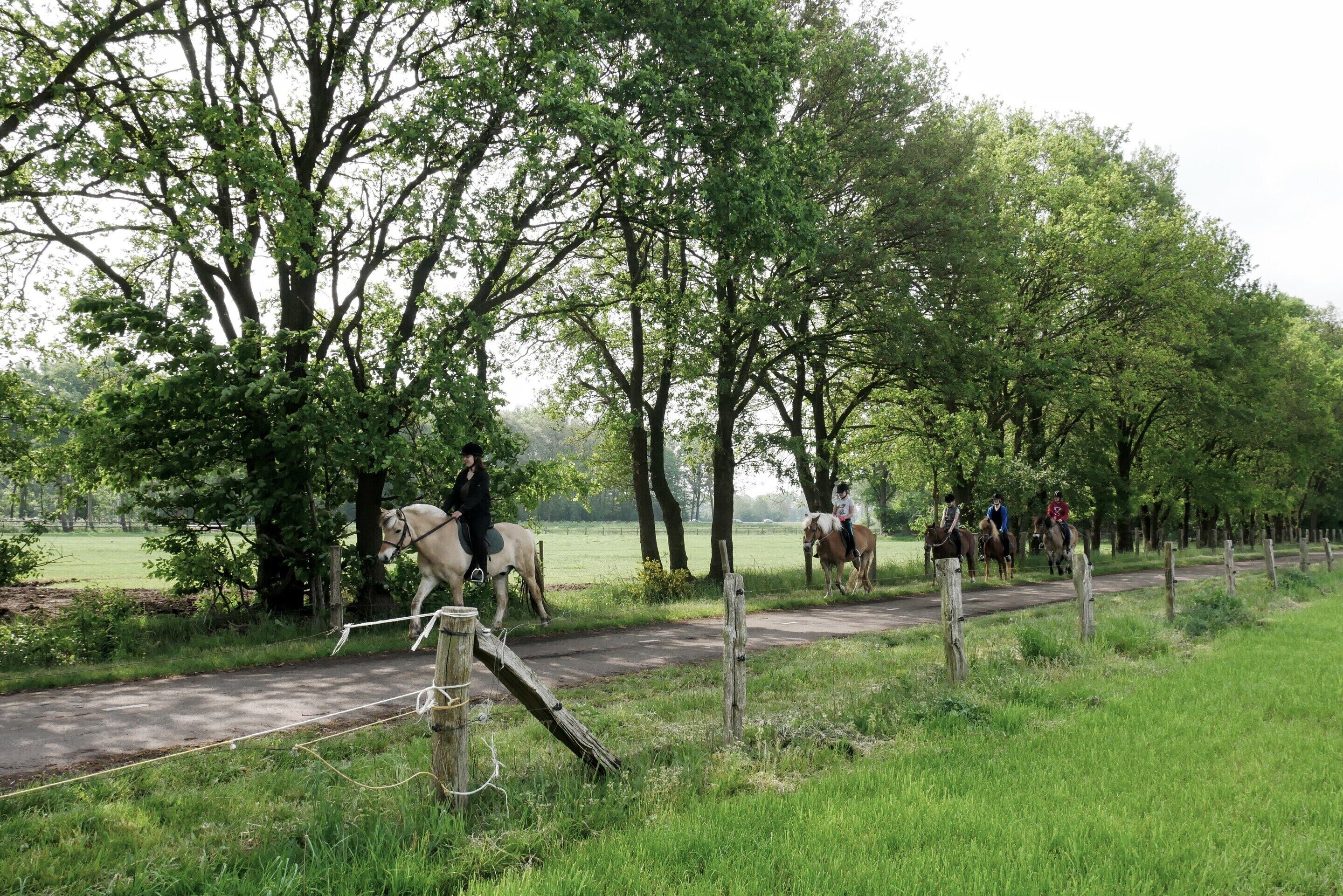 Un sendero bordeado de árboles y una valla, con varias personas montando a caballo.