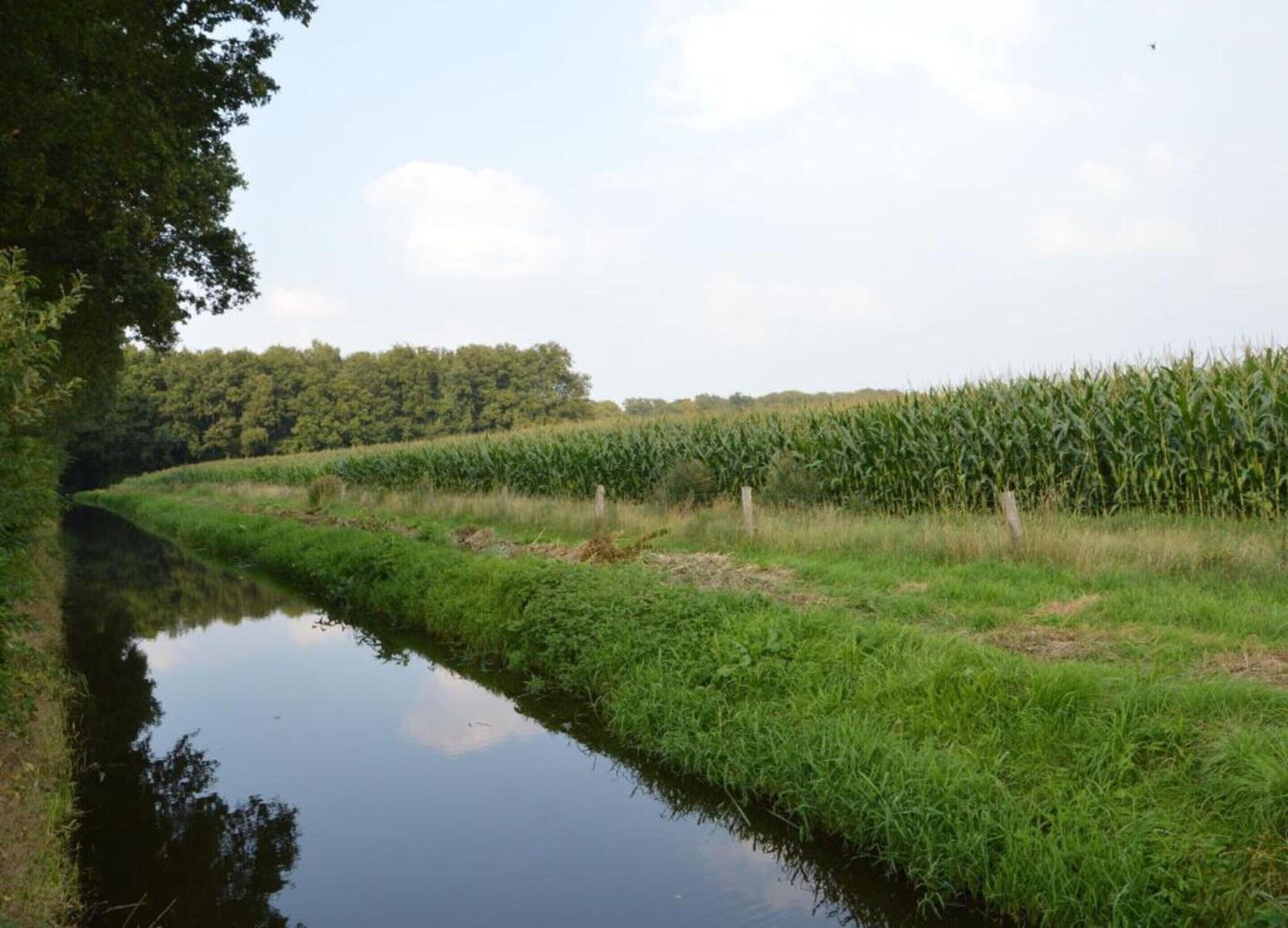 Ein Fluss mit steilem Ufer, ein Maisfeld auf der gegenüberliegenden Seite und ein Wald im Hintergrund.