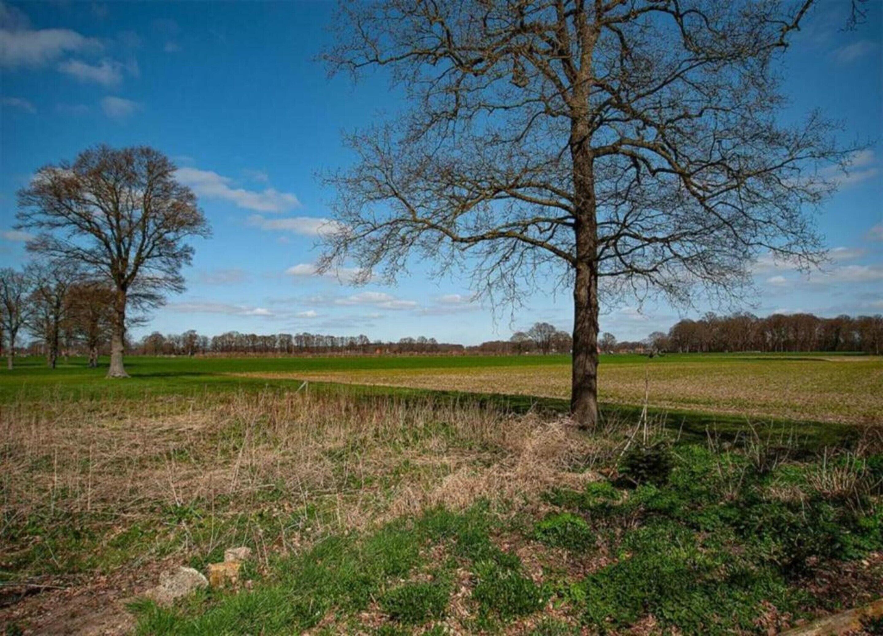 A tree-lined field with a clear sky.