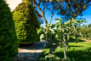 Garden - Studios Petra (Zakynthos)