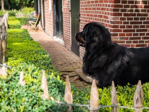 Apartment | Interior detail - Cozy Apartment in Enschede near Forest (Enschede)