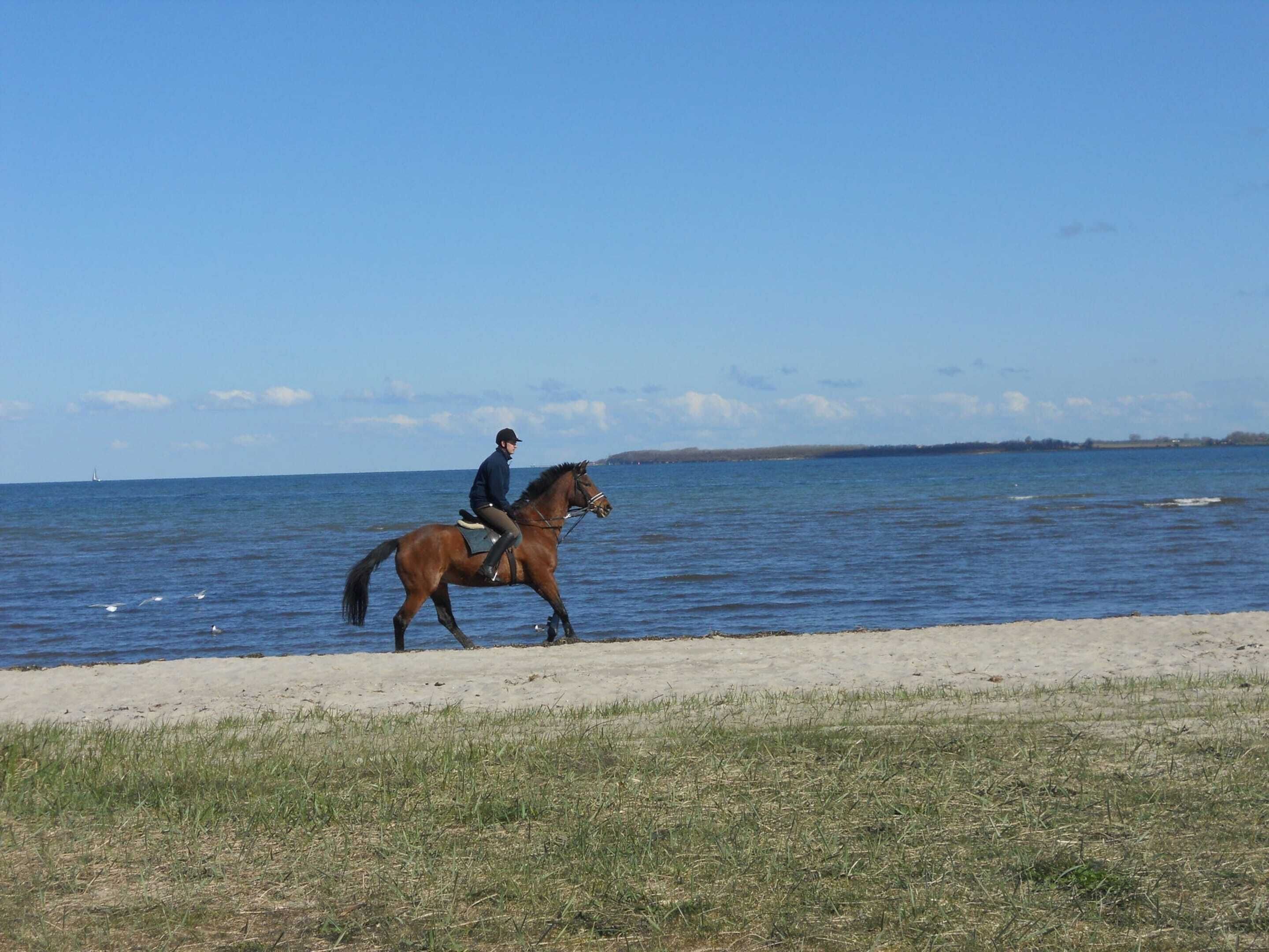 Una persona cavalca un cavallo lungo un sentiero sabbioso vicino all'acqua.